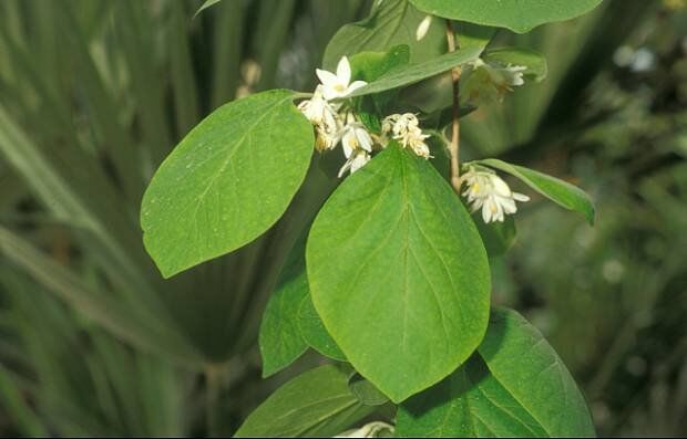 200904091555292_benzoinstyrax