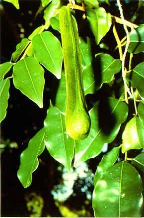 201007151410102_elemi