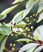 201008051707252_litsea_01