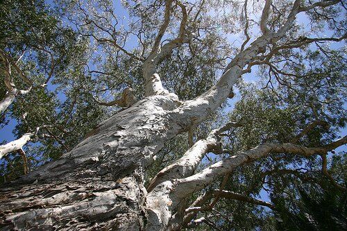 201008101355232_niaouli