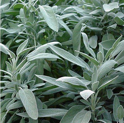 201110111435542_sage2