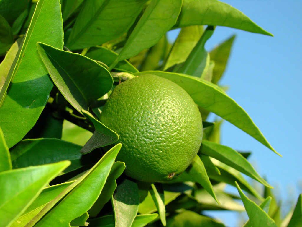 286_bergamotto_di_calabria_01