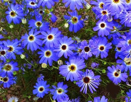 chamomile-blue-oil-500x500