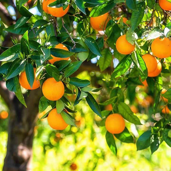 orange-essential-oil-sweet-organic-orsworgpmd