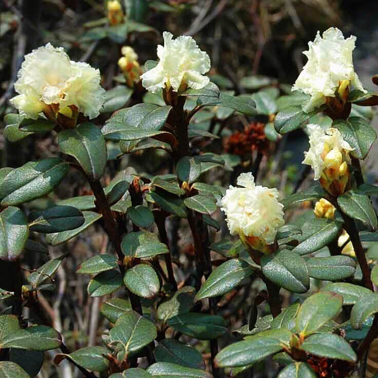 201801241001372_rhod