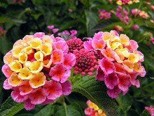 201806151604462_lantana_2