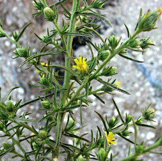 201007261434052_inula