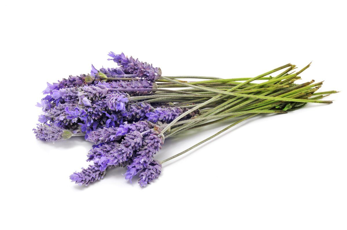 lavender_cde57fe4-3b87-4347-a738-2659d76f0558_1200x