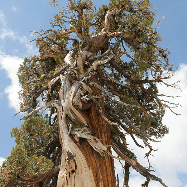 Cedarwood-Texas-600_SmallFile