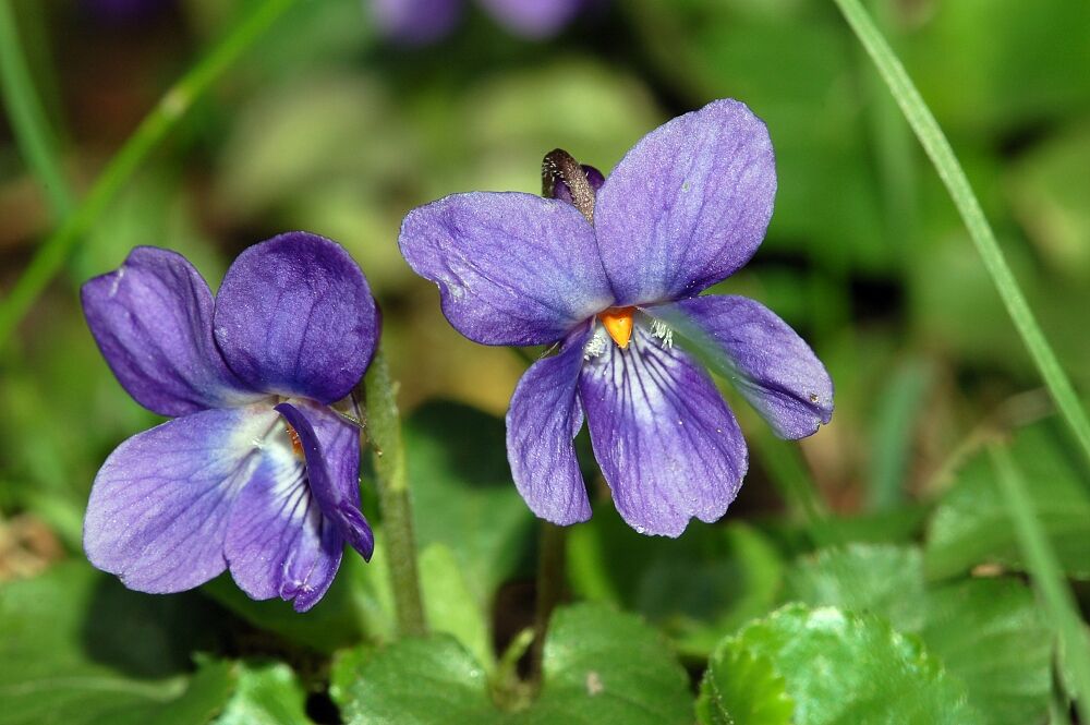 Viola_odorata_fg01