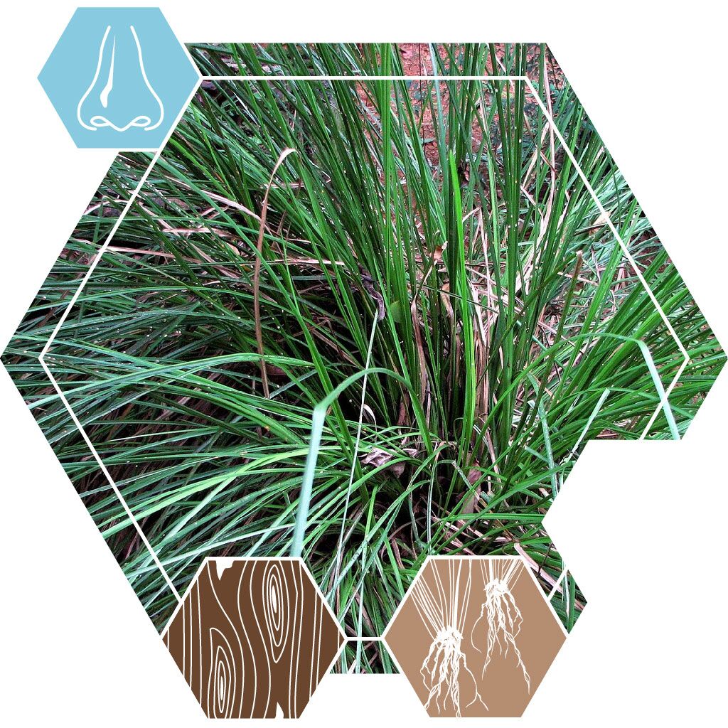 20160-EO-Vetiver-Sri-Lanka_Geurstoffen