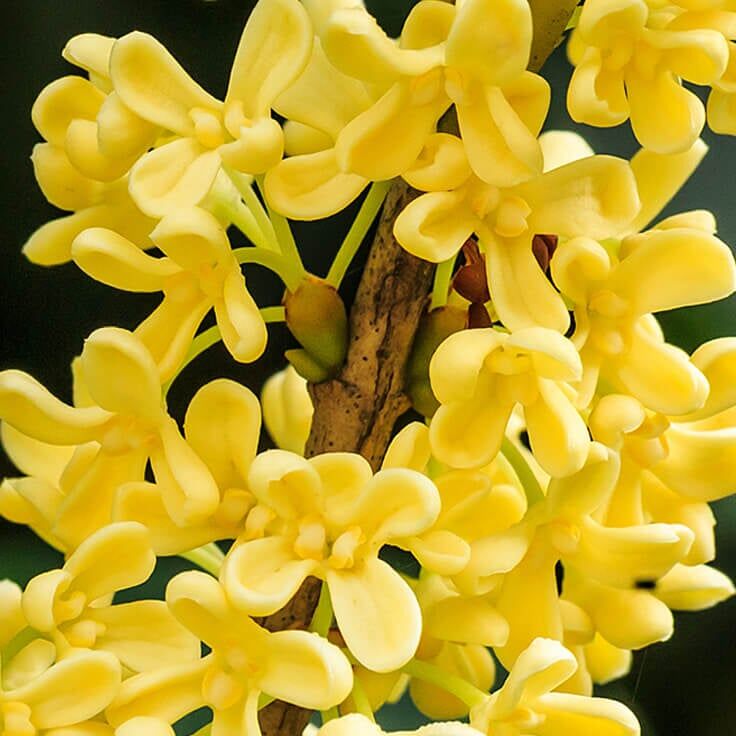 Osmanthus-fragrans-736c